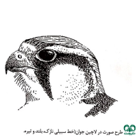 گونه لاچین Lanner Falcon